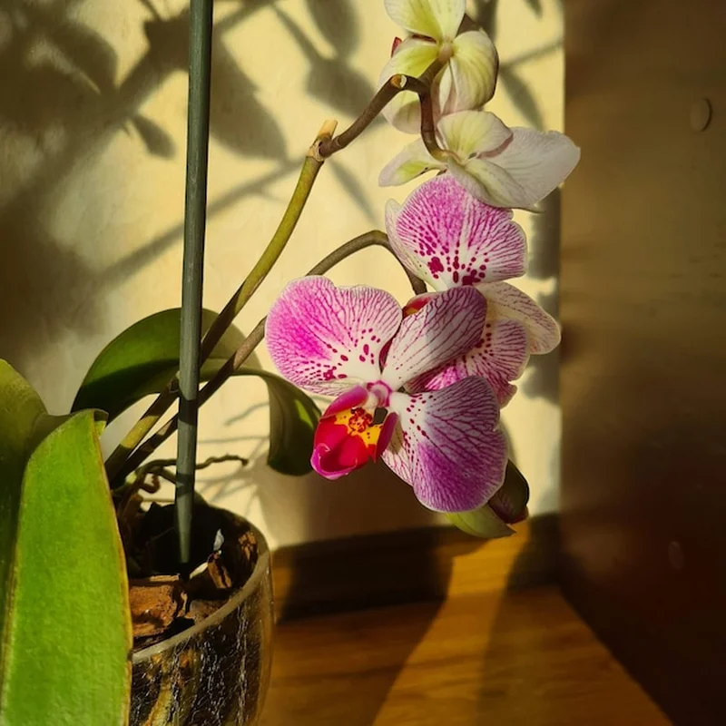 Kwitnąca orchidea w doniczce na słońcu