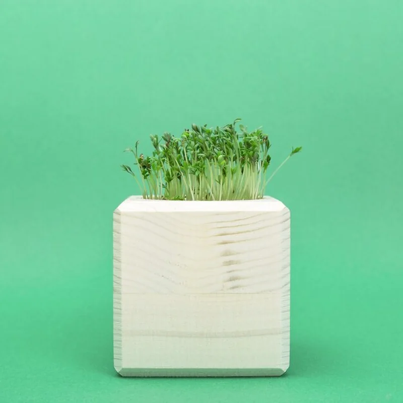 Rukola rośnie w kwadratowym drewnianym garnku